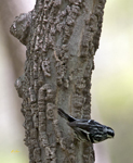 Black and White Warbler 2667